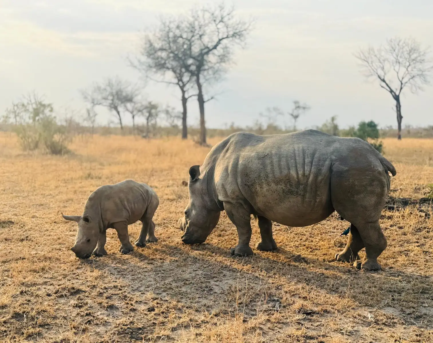This American family is creating lifelong memories at Sabi Sabi while experiencing the very best of an African safari.